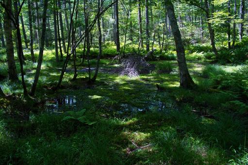 八ヶ岳の森の風景 八ヶ岳の森の風景の写真