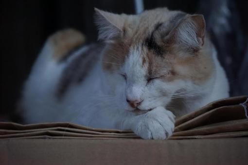 お昼ねこの写真