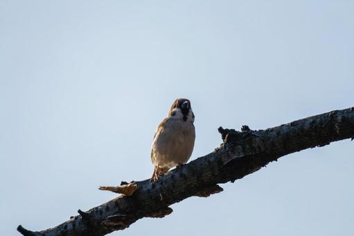 枝にとまるスズメ 枝にとまるスズメの写真