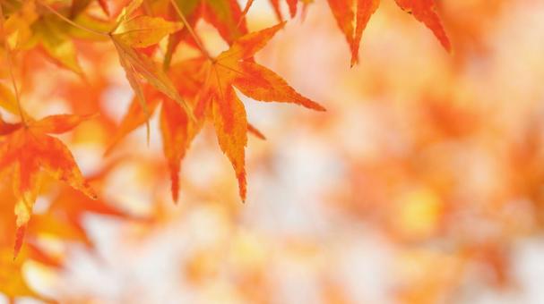 秋の紅葉の背景 秋の紅葉の背景 紅葉,秋,モミジの写真素材