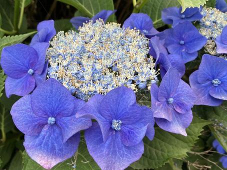 青い紫陽花 青い紫陽花の写真