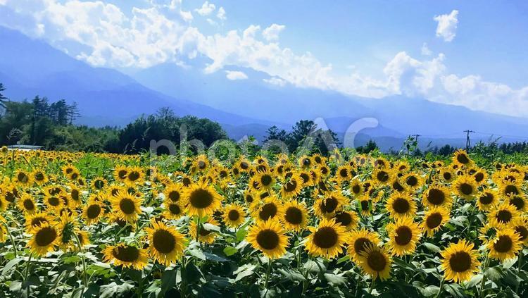山梨県のひまわり畑 ひまわり,ひまわり畑,北杜市の写真素材