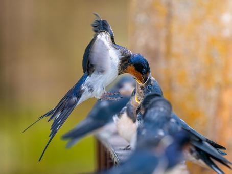 ご飯をもらうツバメの雛 ご飯をもらうツバメの雛 ツバメ,燕,野鳥の写真素材
