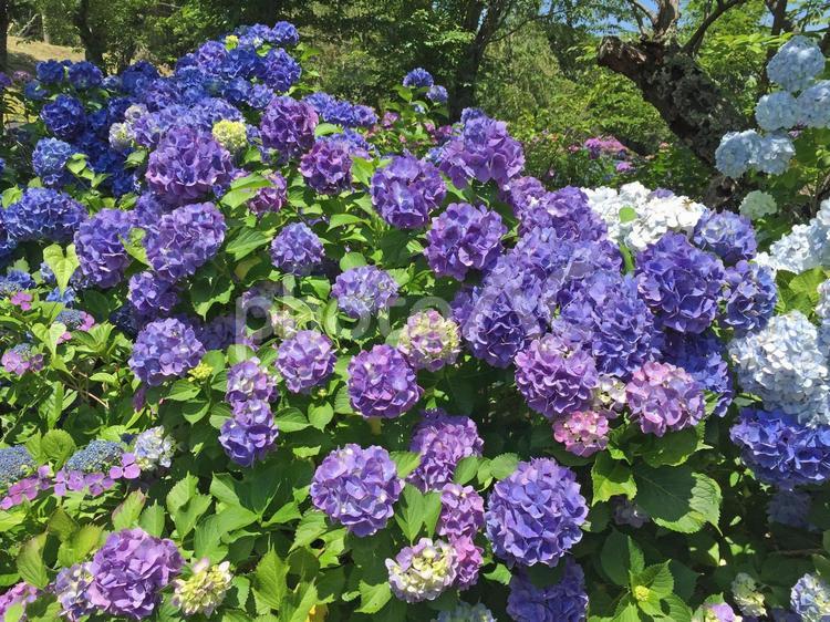 雨上がりのあじさい 紫陽花,アジサイ,あじさいの写真素材