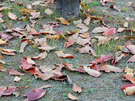 【風景写真】晩秋の風景 落ち葉,植物,季節の写真素材