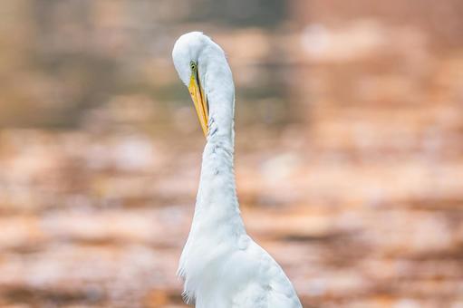 ダイサギのアップ ダイサギのアップ ダイサギ,野鳥,サギの写真素材