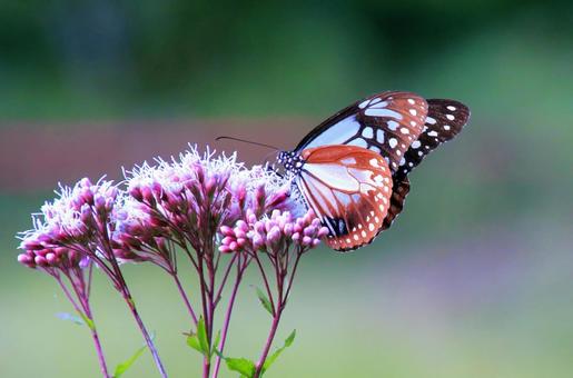 アサギマダラと薄紫のフジバカマの花 アサギマダラと薄紫のフジバカマの花 アサギマダラ,チョウ,花の写真素材
