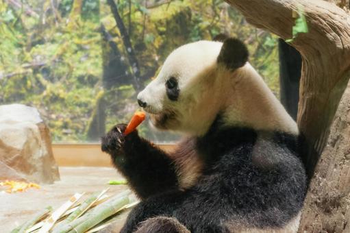 ジャイアントパンダ ジャイアントパンダの写真