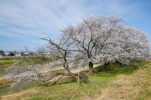 桜-143 桜-143の写真