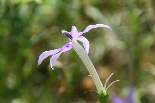 Photo, a flower, small, star, 