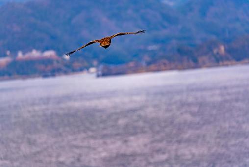 悠然と舞う猛禽 鳥,猛禽類,鳶の写真素材
