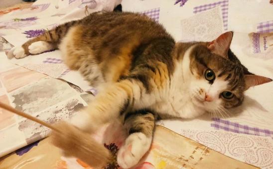 可愛いミケ 可愛いミケ ネコ,三毛,可愛いの写真素材