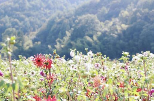 花 花の写真