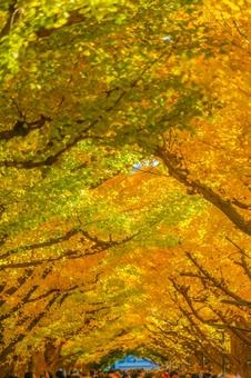 明治神宮外苑 いちょう並木 神宮外苑,イチョウ並木,東京の写真素材