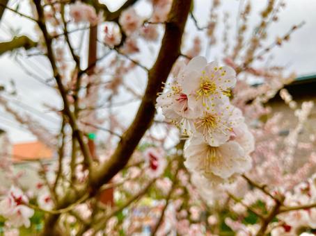 可愛い桜の花 可愛い桜の花の写真