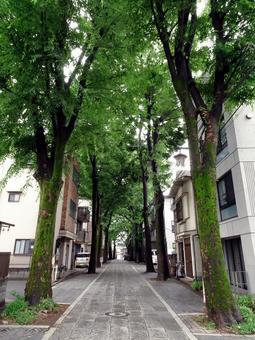 鬼子母神大門ケヤキ並木(鬼子母神表参道) 鬼子母神大門ケヤキ並木(鬼子母神表参道) 鬼子母神,大門ケヤキ並木,鬼子母神表参道の写真素材