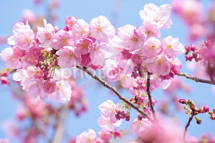 早咲き桜-288 桜,早咲き桜,一重の写真素材