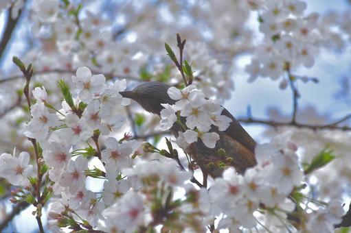 Photo, cherry blossoms, flower, bird, 