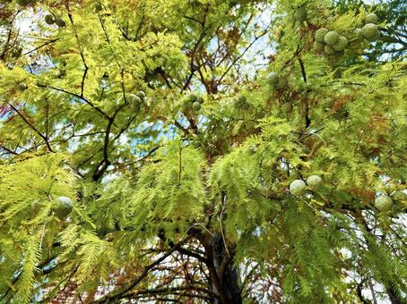 色鮮やかなラクウショウの実 色鮮やかなラクウショウの実 空,ラクウショウ,実の写真素材