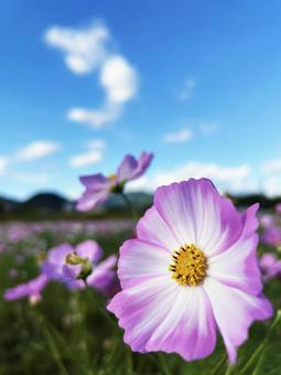 爽やかな空とコスモス 空,色鮮やか,秋の写真素材