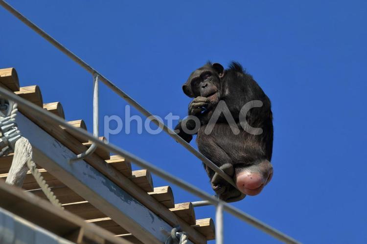 チンパンジー１ チンパンジー,札幌市円山動物園,円山動物園の写真素材