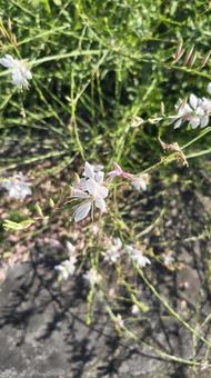 真っ白な真夏の花「ガウラ」 真っ白な真夏の花「ガウラ」 ガウラ,真っ白,花の写真素材