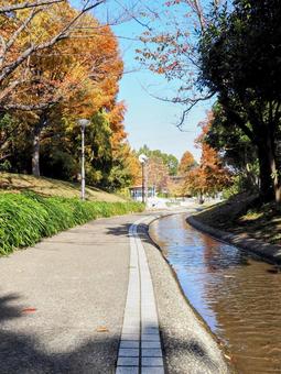 新長島川親水公園の紅葉・江戸川区葛西地区 新長島川親水公園の紅葉・江戸川区葛西地区 秋,葛西地区,オレンジ色の写真素材