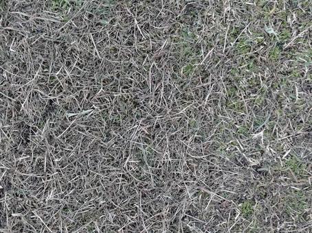 冬の芝生 芝生,草,雑草の写真素材