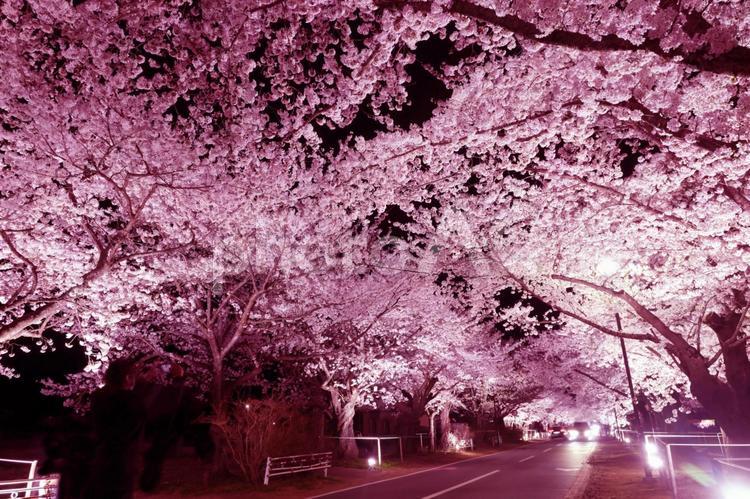 夜ノ森の桜のトンネル 桜,さくら,春の写真素材