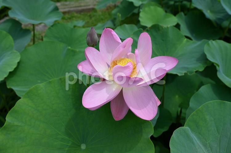 群馬県富岡市神成にある古代蓮の里の写真 ハス,ピンク,鮮やかの写真素材