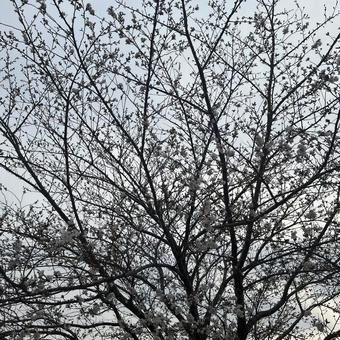 Photo, sakura, cherry blossoms in full bloom, five minutes blooming, 