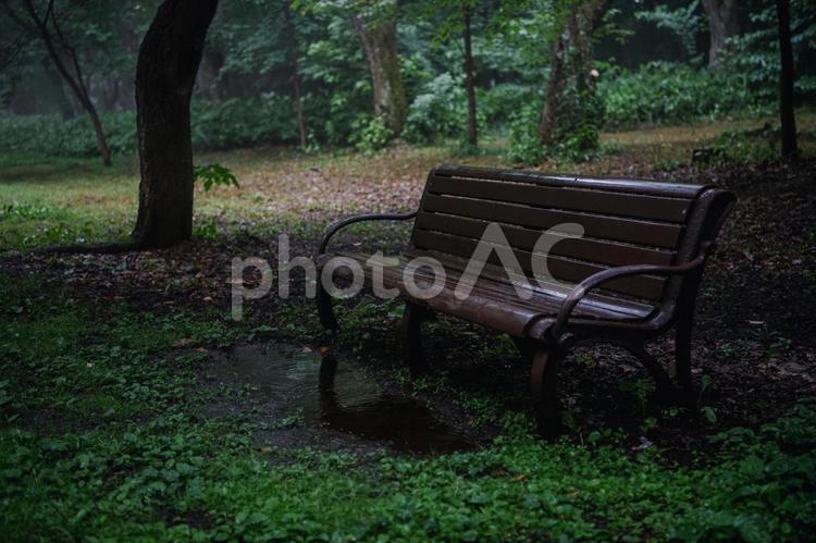 雨の日の濡れたベンチ ベンチ,公園,雨の写真素材
