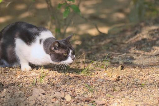 猫 ネコ,野良猫,生き物の写真素材