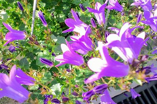 カンパニュラ カンパニュラの写真