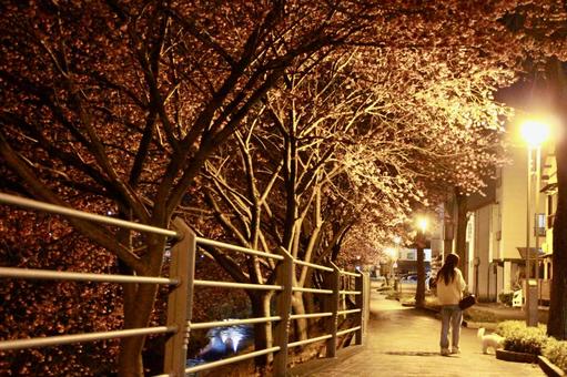 Photo, cherry blossoms, night, dog-walking, 