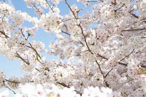 桜 桜の写真