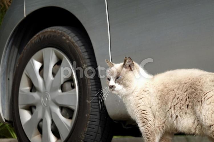 野良猫　たたずむ 野良猫,ノラ,猫の写真素材