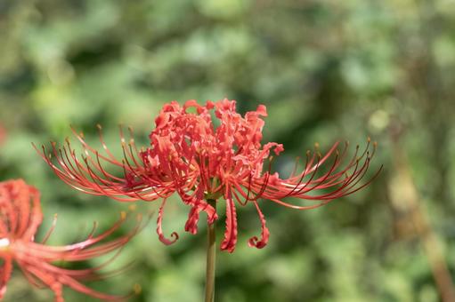 Red spider lily, JPG Red spider lily, JPG