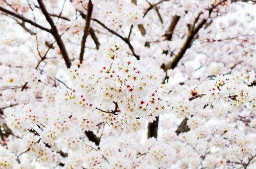 桜-03 桜-03の写真