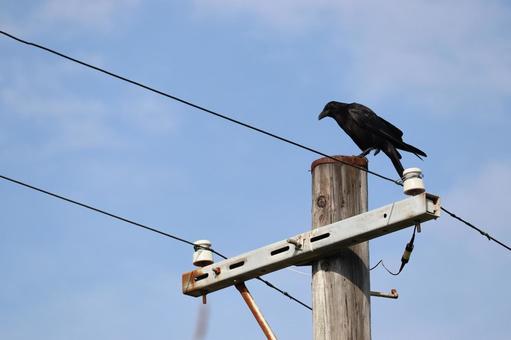 カラス カラスの写真