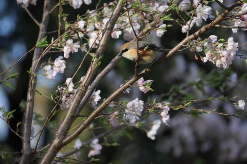 モズ モズ モズ,鳥,野鳥の写真素材