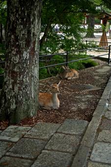 人が集まる賑やかな公園でゆったり休む鹿達の写真