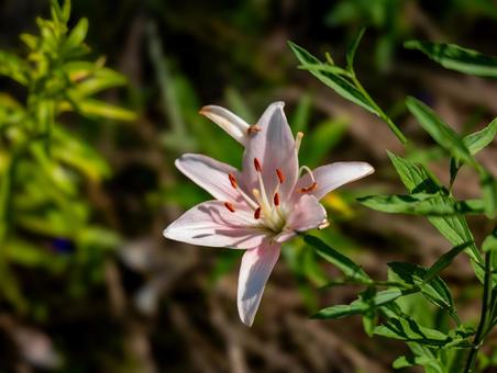 プチロゼの写真