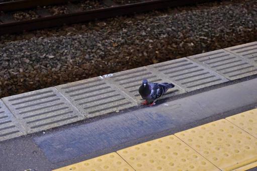 駅のホームにいる鳩 駅のホームにいる鳩の写真