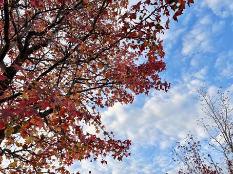 紅葉と空 秋,空,自然の写真素材