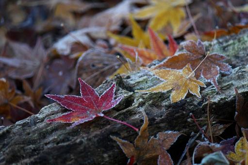 霜落葉2 霜,落葉,冬の写真素材