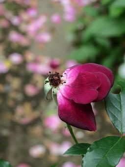 バラ バラ バラ,花後,赤紫の写真素材