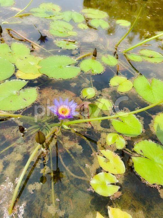 「水蓮の風情」 草,風景,背景の写真素材
