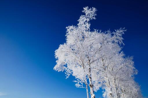 霧氷と青空 霧氷,大木,防風林の写真素材