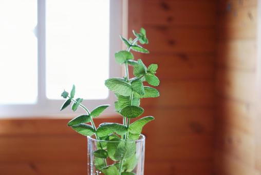 Mint in a glass shining through the morning sun, JPG